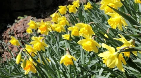 Daffodil Spring Flowers Close Up - Swaying Gently In the Wind Stock-Footage 49069934
