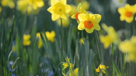 Daffodil Spring Flowers Swaying In Light Breeze In Late Afternoon Light Stock Footage 73517381