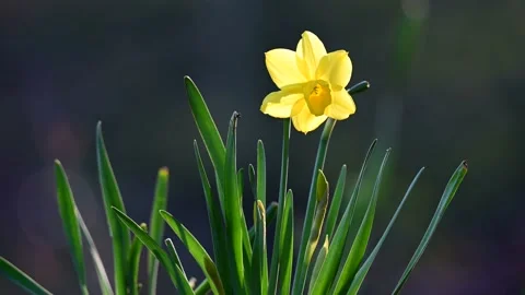 Daffodil at the spring morning with wind Stock Footage 148032225