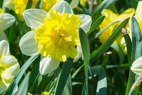 Daffodil in spring in the park Foto stock