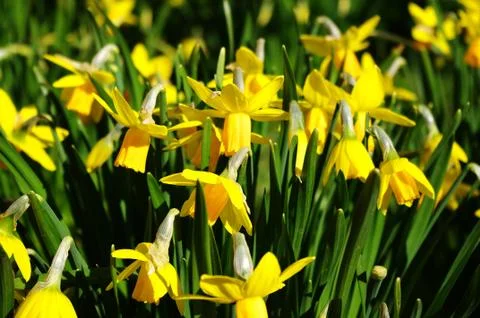 Daffodil in spring Stock Photos