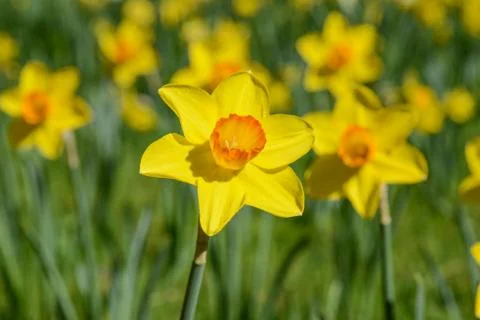 Daffodil in spring Stock Photos