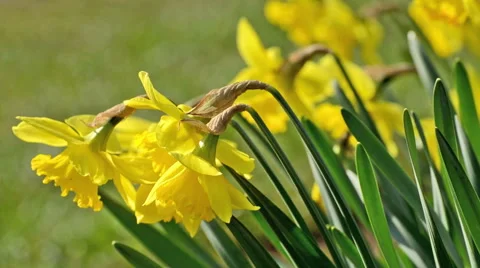 Daffodil in spring time Stock Footage 48967268