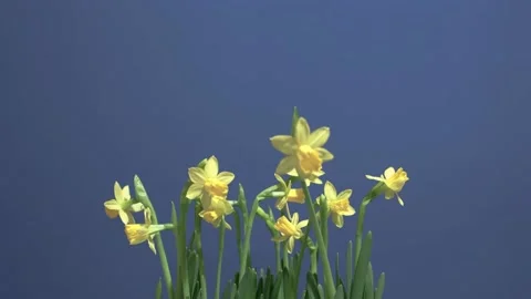 Daffodil in spring, time lapse, blue screen Stock Footage 232263573