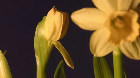 Daffodil in springtime Stock Footage 72654879