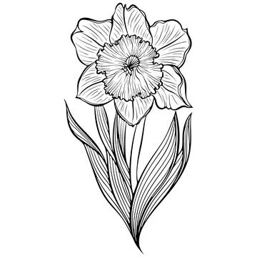 Daffodil on a stem line art Stock Illustration