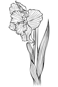 Daffodil on a stem side line art Stock Illustration