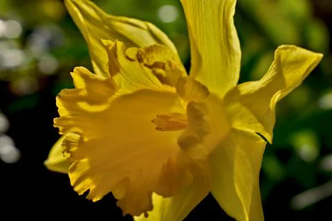 Daffodil in the sun Stock Photos