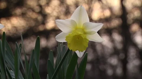 Daffodil at Sunset Stock Footage 233652771