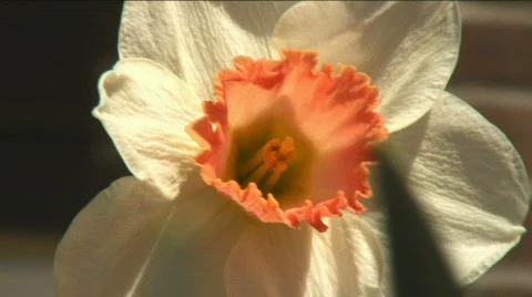 Daffodil super tight Stock Footage 351201