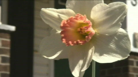 Daffodil Tight Stock Footage 351209