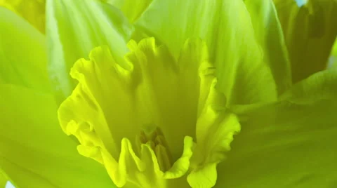 Daffodil, time lapse flower opening Stock-Footage 40612096