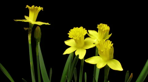 Daffodil Timelapse Video stock 37349629