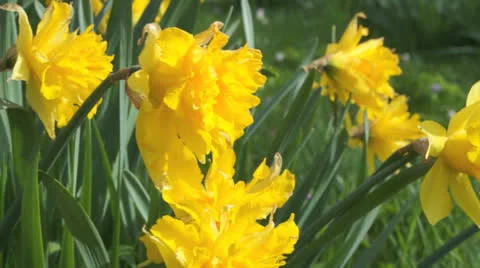 Daffodil tracking shot Stock Footage 24464992