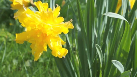 Daffodil tracking shot Stock Footage 24465239