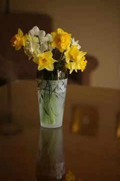 Daffodil in vase Stock Photos