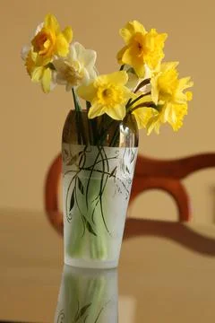Daffodil in vase1 Stock Photos