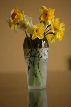 Daffodil in vase10 Stock Photos
