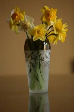 Daffodil in vase3 Stock Photos