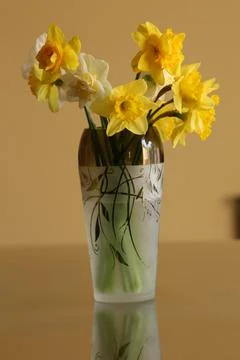 Daffodil in vase5 Stock Photos