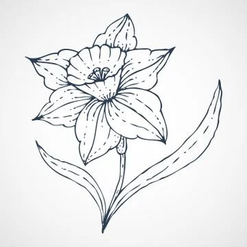 Daffodil Vector hand drawn Stock Illustration