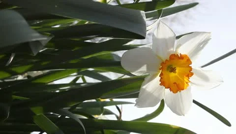 Daffodil vertical Stock Footage 11019813