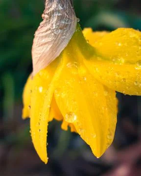 Daffodil with water drops Stock Photos