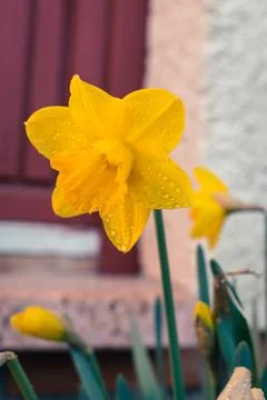 Daffodil with water drops Stock Photos