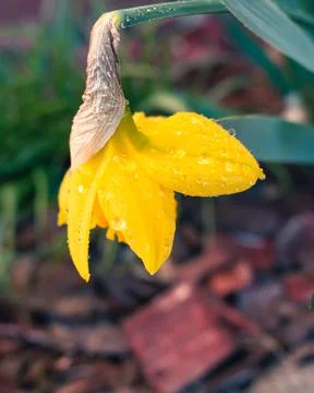 Daffodil with water drops Stock Photos