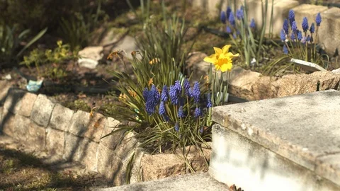 Daffodil waving in the wind [6K50P] Stock-Footage 126907647