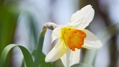 Daffodil White and Orange Close-Up Stock Footage 237960182