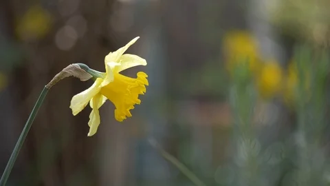 Daffodil Wind 250319 Stock Footage 105292134