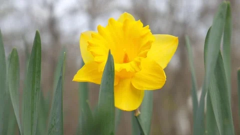 Daffodil in the Wind Stock Footage 107400254