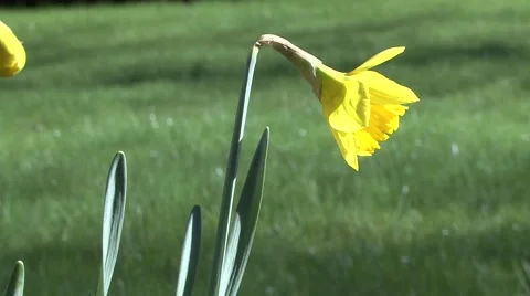 Daffodil Yellow Flower Video stock 46059952