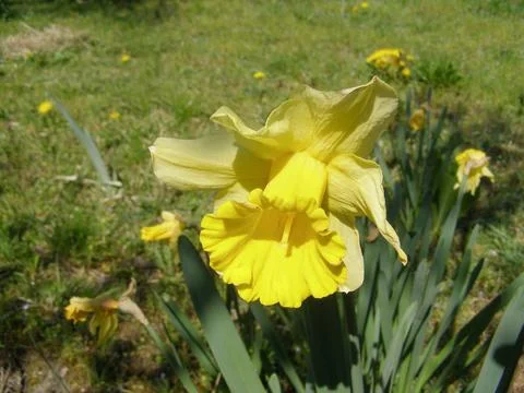 Daffodil yellow flower scient. name Narcissus Foto stock