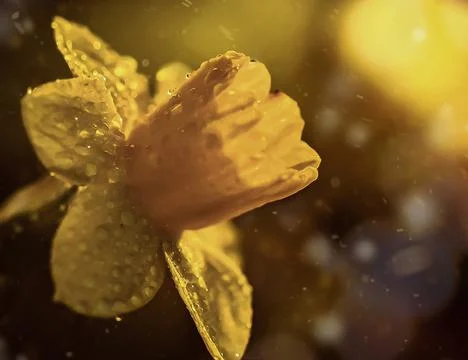 Daffodil Yellow Stock Photos