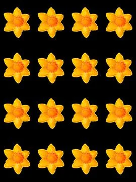 Daffodil1s Stock Photos