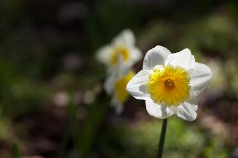 Daffodill dark background Stock Photos