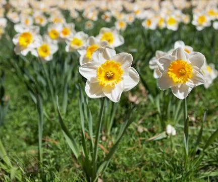 Daffodill with field of flowers Stock Photos