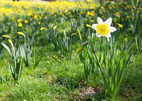 Daffodill in a field Stock Photos