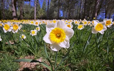Daffodill field Stock Photos