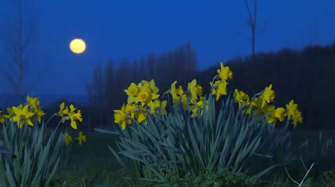 Daffodills and moon with different lighting set ups Stock Footage 36242497