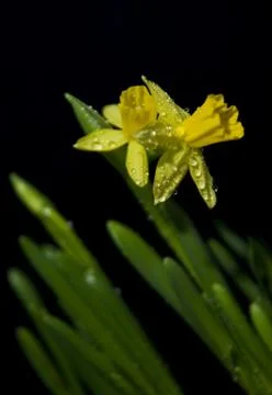 Daffodills on black background Stock Photos