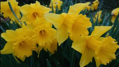 Daffodills closeup Stock Footage 179119177