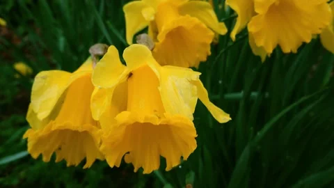 Daffodills Stock Footage 179013346