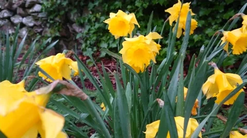Daffodills in gentle breeze Stock Footage 179119188