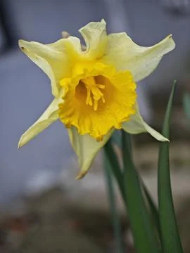 Daffodilly Stock Photos