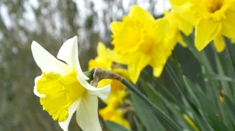 Daffodils 4k springtime scenery flowers spring cheerful blossom background Stock Footage 49617593