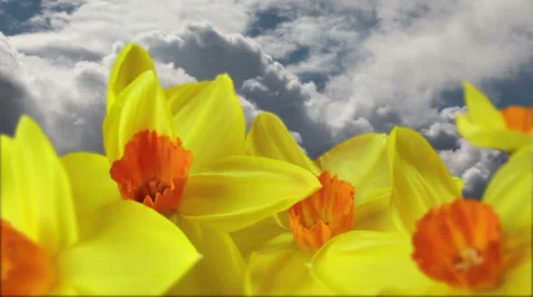 Daffodils against dramatic sky Stockbeeldmateriaal 48619771