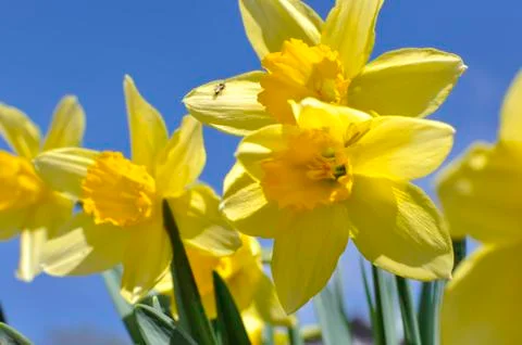 Daffodils against the sky Stock Photos
